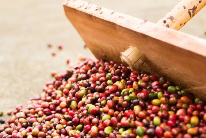Café estende baixas e abre 6ª feira com desvalorização em NY e Londres