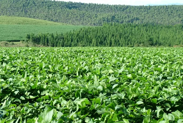 Defesa Sanitária Vegetal contribui para sanidade das lavouras mineiras