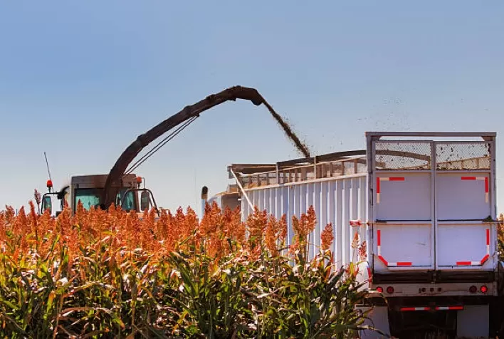 Silagem de sorgo: dicas e orientações