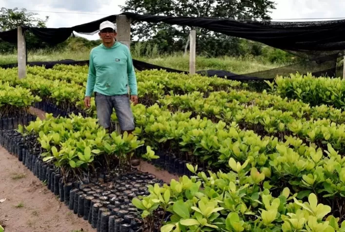 Programa municipal distribui mudas de cajueiro desenvolvidas pela Embrapa a produtores