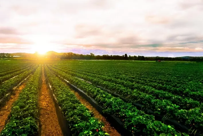 Novas práticas agrícolas podem proteger as lavouras de fenômenos climáticos extremos como secas e excesso de chuvas