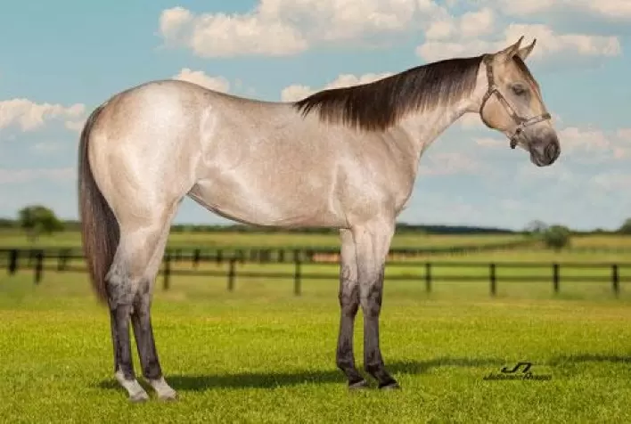 Haras Império é um dos convidados do Leilão WV Genetic Festival Working Edition