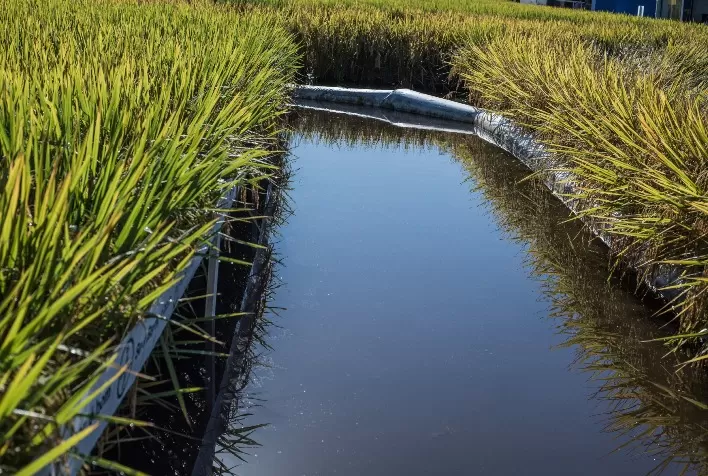 Sustentabilidade é pauta de painel na Abertura Oficial da Colheita do Arroz