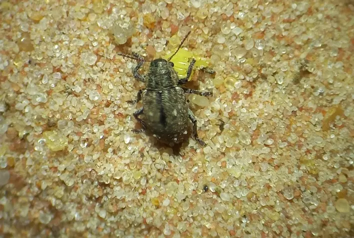 Alerta: Cascudinho-da-soja tem aparecido muito nas lavouras de soja de Mato Grosso