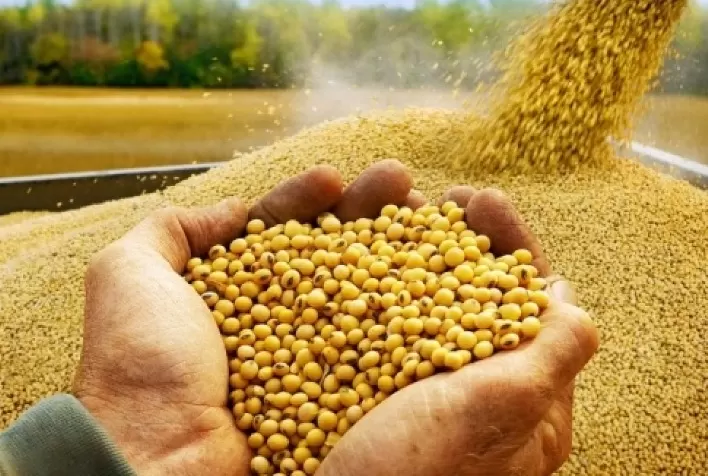 Soja no Paraná quebra mais 5,6 milhões/ton