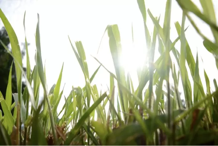 Cayana: confira as dúvidas mais frequentes sobre o cultivar desenvolvido pela Barenbrug do Brasil