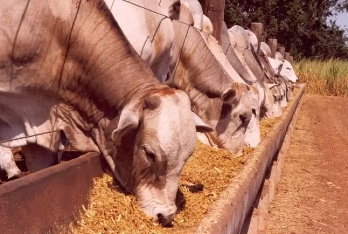 BASF expande sua capacidade produtiva de enzimas para nutrição animal