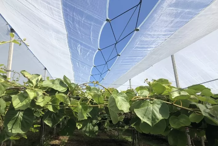 Kiwi: proteção completa Protecta® mesmo para pomares orgânicos