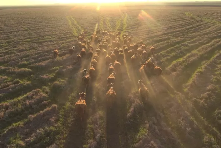 Abertura da Colheita do Arroz debate benefícios da pecuária para os sistemas de produção