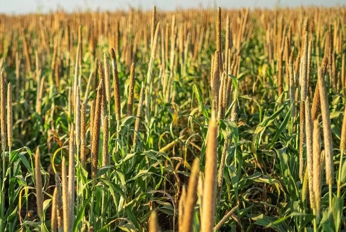 Milheto pode ser mais um aliado da indústria de biocombustíveis