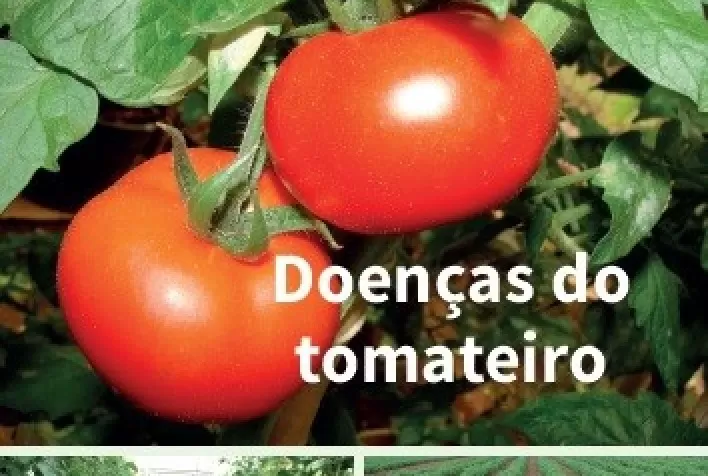 Versão atualizada do livro “Doenças do Tomateiro” amplia a abordagem sobre novas variantes de doenças que ameaçam a tomaticultura