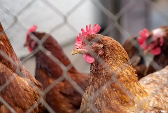 Granjas com até mil aves se destacam em biosseguridade