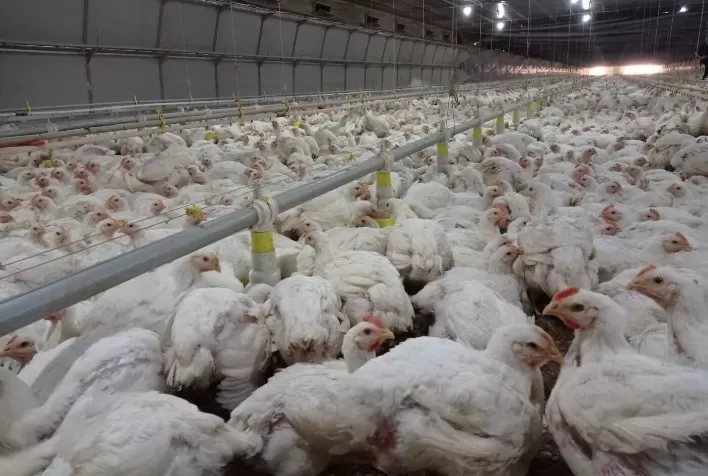 Preço do frango não aumenta, apenas acompanha (e mal) a evolução do custo