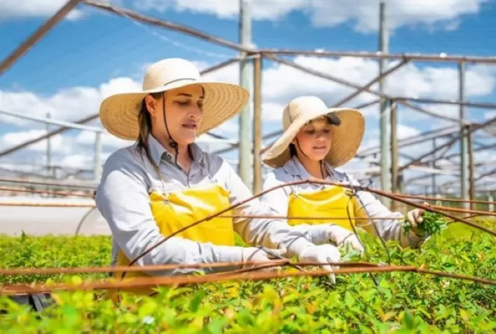 Aperam BioEnergia avança em melhoramento genético de clones de Corymbia para a indústria de celulose
