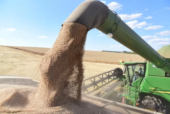 Cultivar de trigo se destaca por alto rendimento e resistência à seca