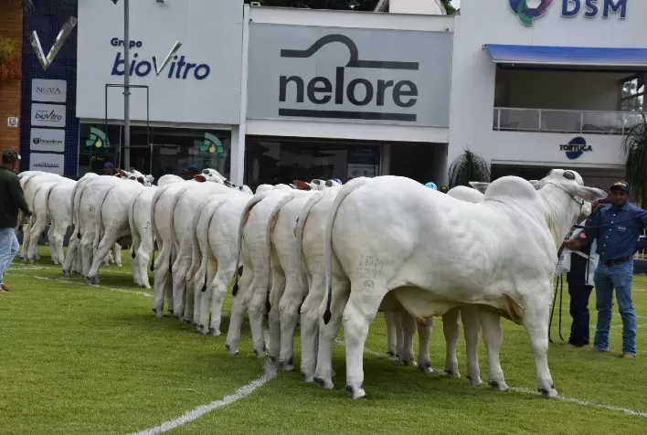Expoinel Minas 2022 acontece de 10 a 20 de fevereiro, em Uberaba (MG)