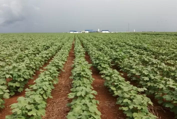 Netafim e Instituto Matogrossense do Algodão registram aumento de produtividade e rentabilidade do algodão em Sapezal (MT) irrigado por gotejamento subterrâneo