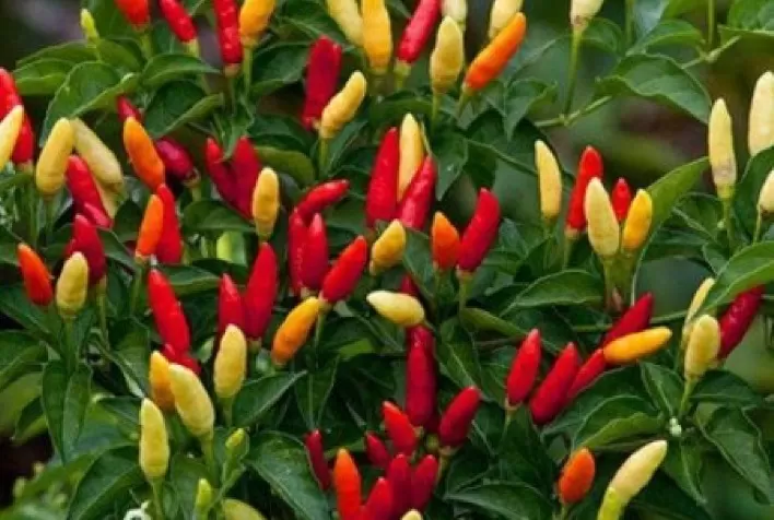 Pequenos produtores investem na produção de pimenta tabasco no sertão nordestino.