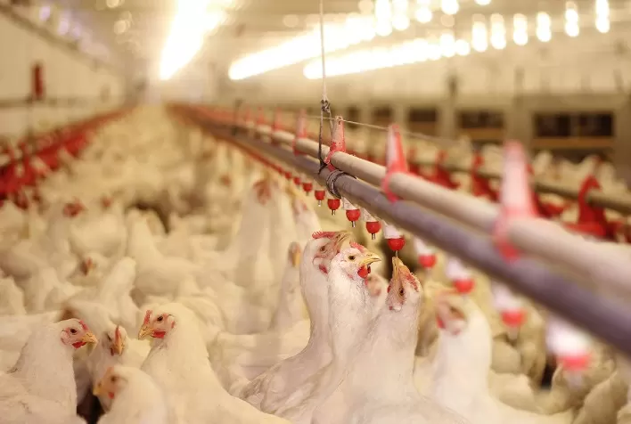 Exportação de frango mostra força, mas preço do quilo vivo não reage