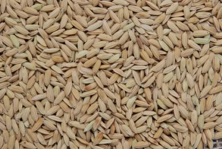 Arroz e Feijão: resultados positivos constantes e novos lançamentos para futuro