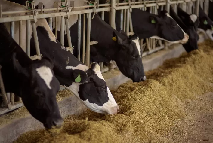 Alternativa à silagem de milho ganha destaque no inverno