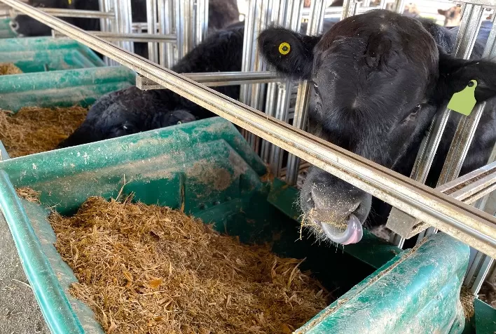 Angus fará mensuração de geração de metano em reprodutores