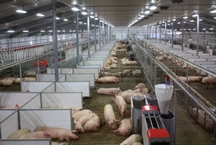 ABCS reúne indústria, varejo e governo em busca de atender às demandas dos produtores frente aos desafios do atual momento da cadeia de valor da suinocultura