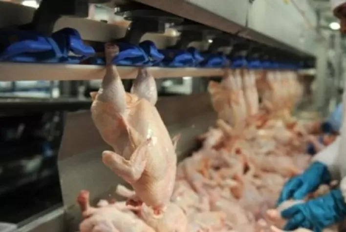 Em 2021, poder de compra do frango abatido em relação à carne bovina de 2ª foi o maior dos últimos 5 anos