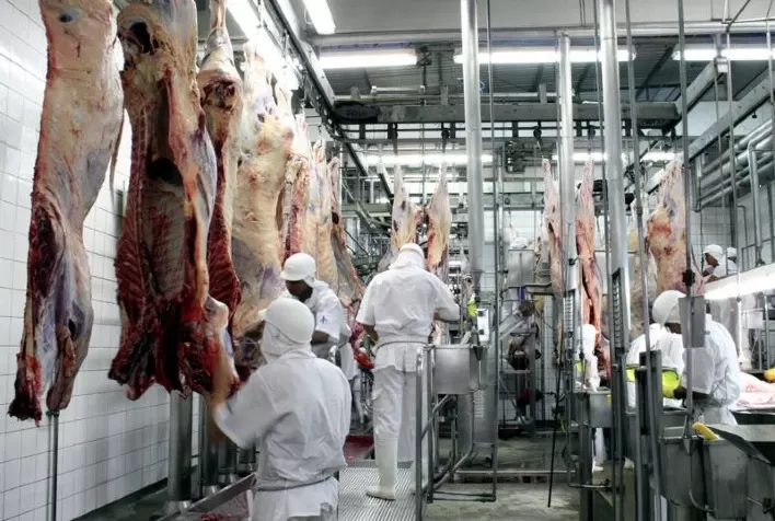 Cai o abate de bovinos e de frangos e cresce o de suínos no 4º trimestre de 2021