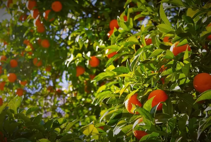 Por problemas de tamanho das laranjas, exportações do Egito são prejudicadas