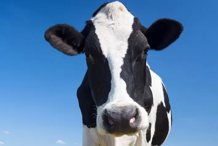 Mastite clínica e a importância de identificar seus níveis