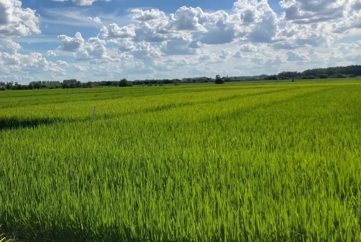 Arroz tolerante ao herbicida Acert será lançado neste mês
