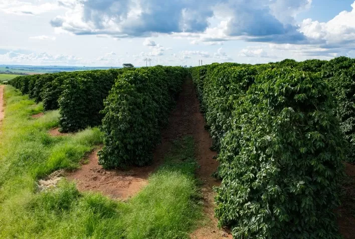 Excelência na produção do café: série virtual da Satis terá encontro de especialistas e produtores nesta terça (15/2)