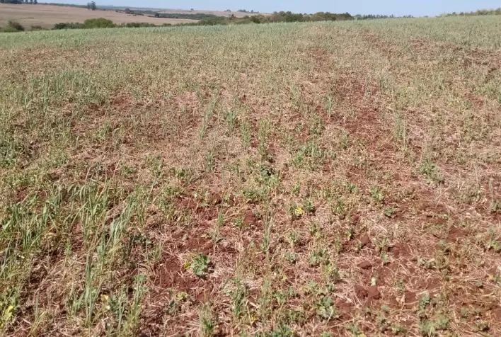 Produtor deve ficar atento aos contratos agrários no que diz respeito à estiagem