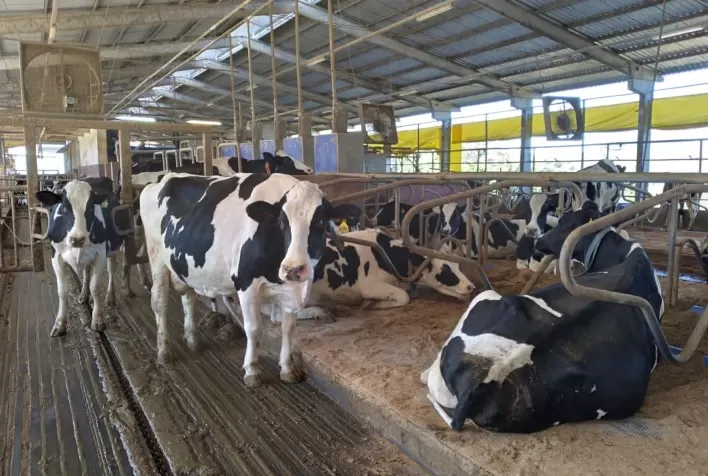 Planejamento na alimentação auxilia mitigação dos efeitos da seca na produção de leite
