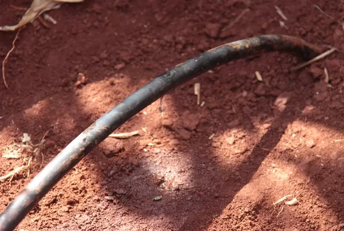 Irrigação localizada reduz doenças causadas por molhamento foliar nas plantas
