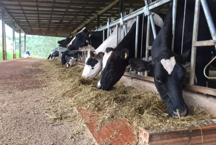 Como o uso de leveduras melhora o desempenho animal