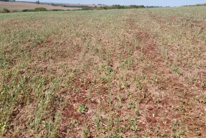 Estiagem: MS tem 33 municípios listados em "situação de emergência"
