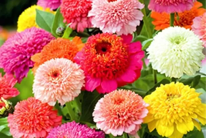 Zinnia Tutti Frutti e a Zinnia Carrossel são as novidades de flores da ISLA Sementes