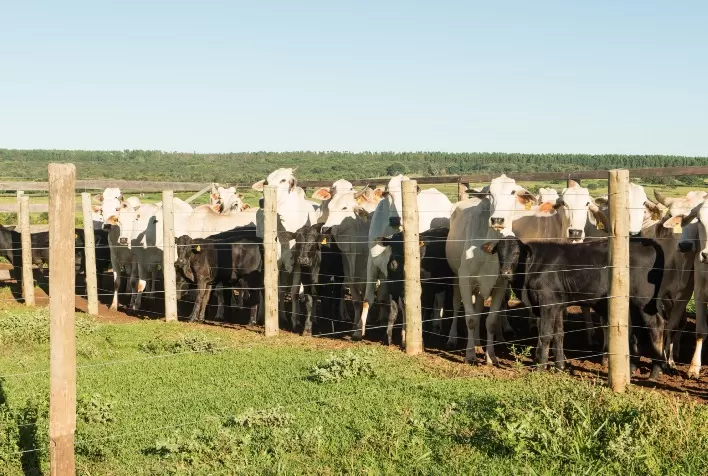Projeto de cria intensiva garante 1.050 quilos de bezerro Angus por hectare
