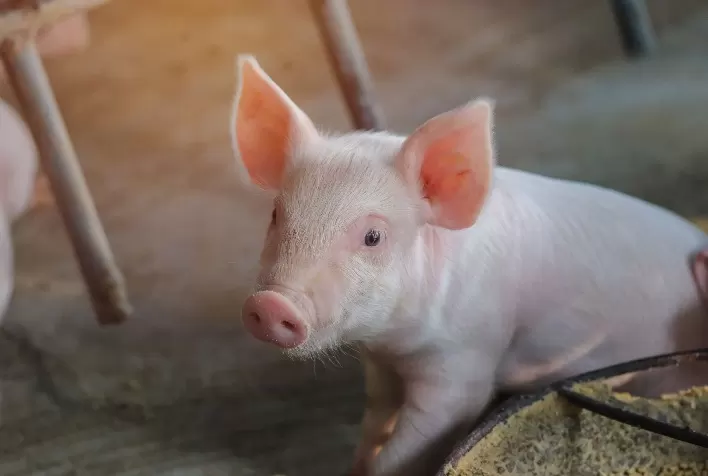 Otimização nos Processos da Granja: estratégia fundamental para o sucesso produtivo na suinocultura