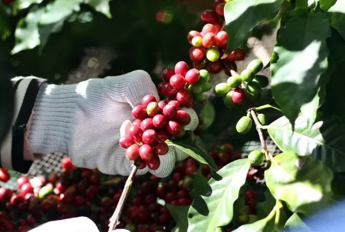 30% do café produzido no Paraná é gourmet, indica Secretaria Estadual da Agricultura