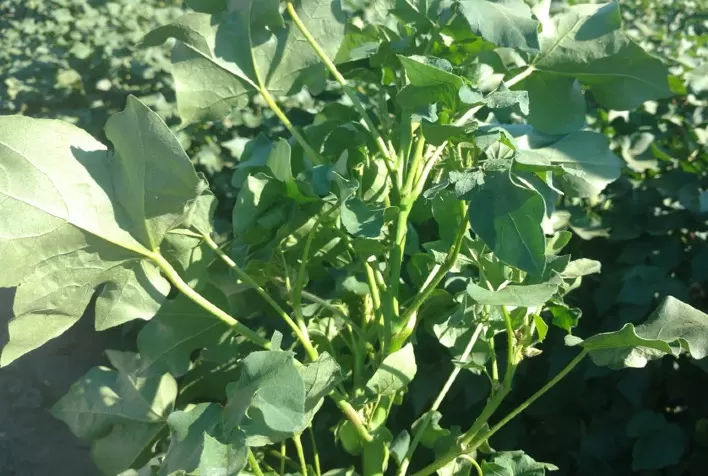 Nematoide que ataca parte aérea da planta pode causar perdas de até 100%