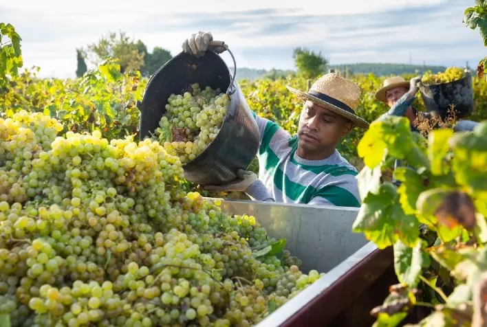 Vinicultores das Américas contarão com mais ferramentas para explorar o mercado canadense
