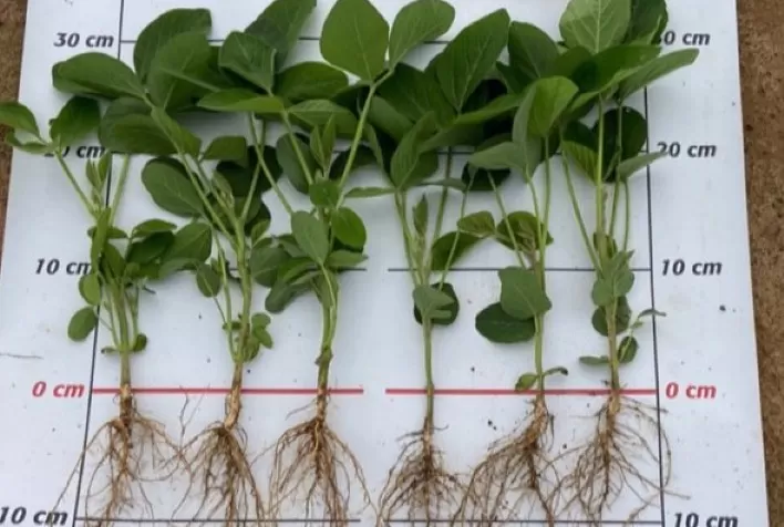 Fertilizantes multinutrientes elevam a produtividade de soja em mais de 5 sacas por hectare
