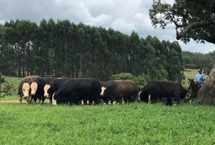 Casa Branca, Fazenda São Marco e CMF ofertam 150 Matrizes e Reprodutores em 19 de março