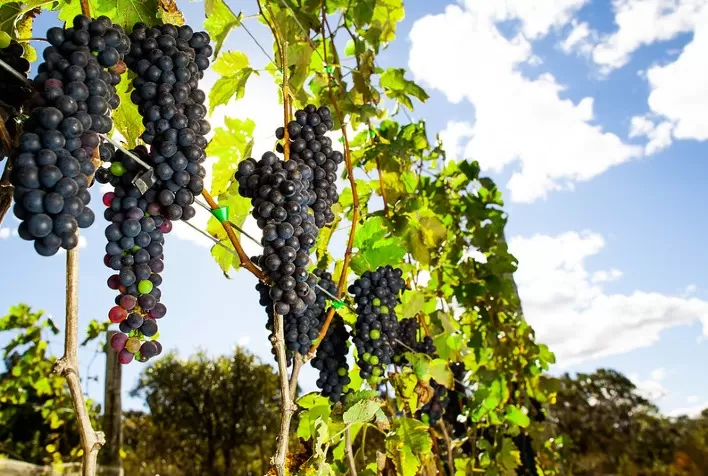 Perspectiva de produção mundial de uvas é alta