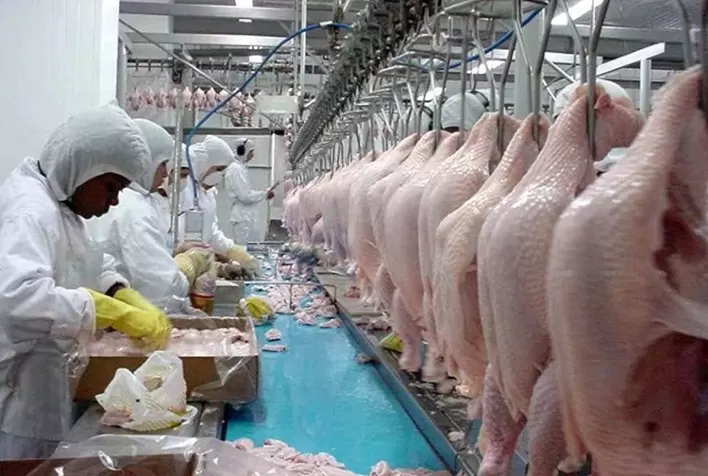 Frango abatido teve, em fevereiro, a pior primeira quinzena dos últimos 13 meses