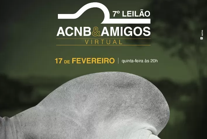 Genética de alta qualidade no 7º Leilão ACNB & Amigos