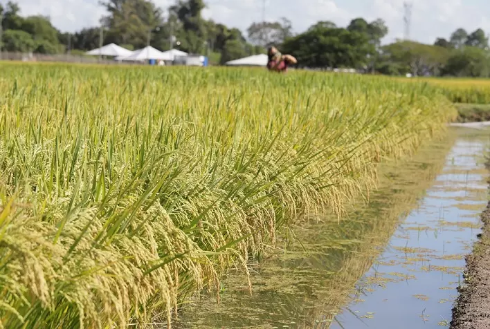 Pesquisadores desenvolvem arroz de ciclo precoce que consome 8% menos água